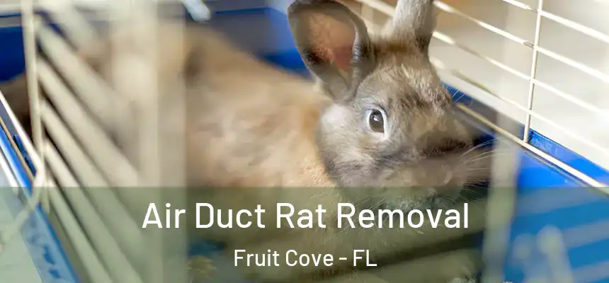 Air Duct Rat Removal Fruit Cove - FL